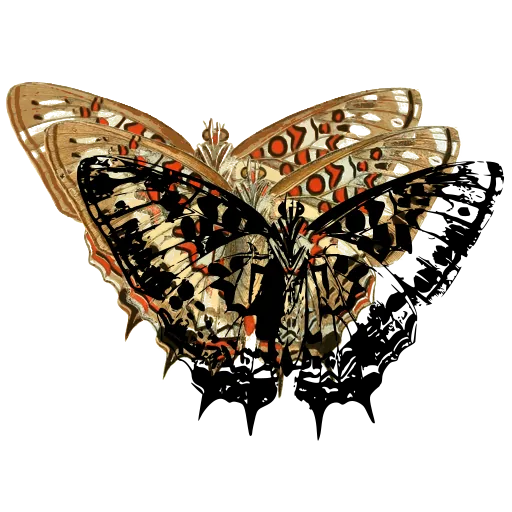 Marbled butterfly 02