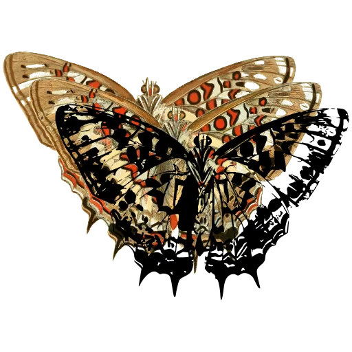 Marbled butterfly 02