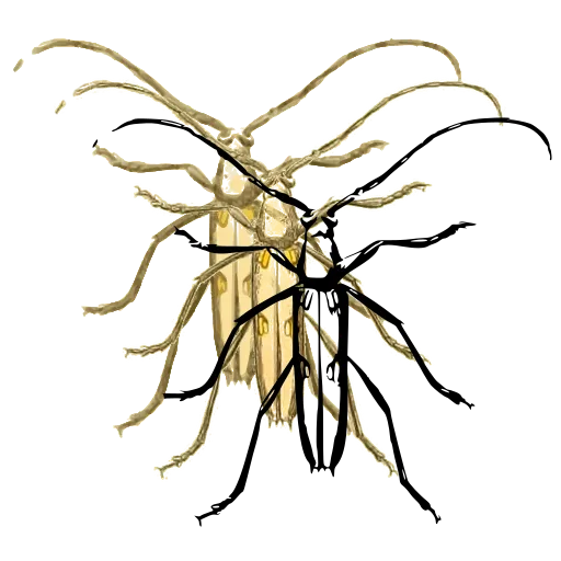 Long-legged beetle 02