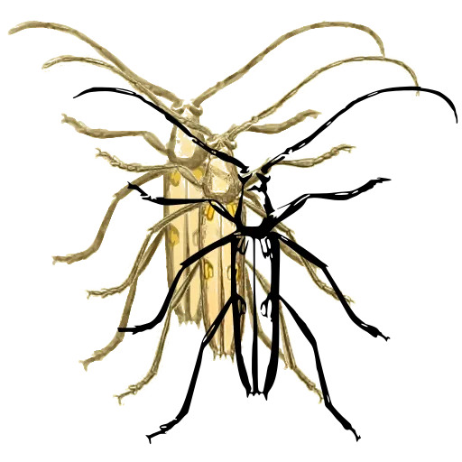 Long-legged beetle 02