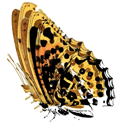 Spotted butterfly in side view 04