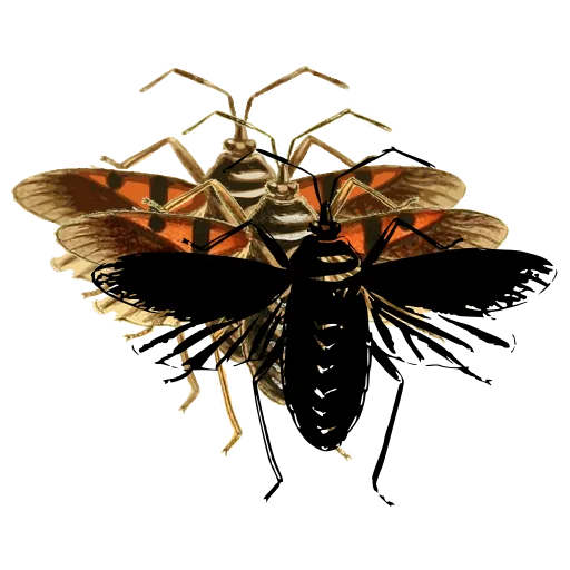 Lantern fly 02