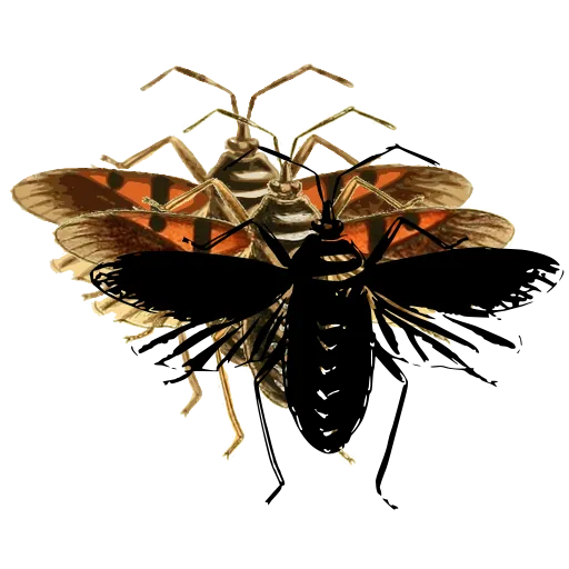 Lantern fly 02