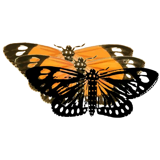Spotted clearwing butterfly