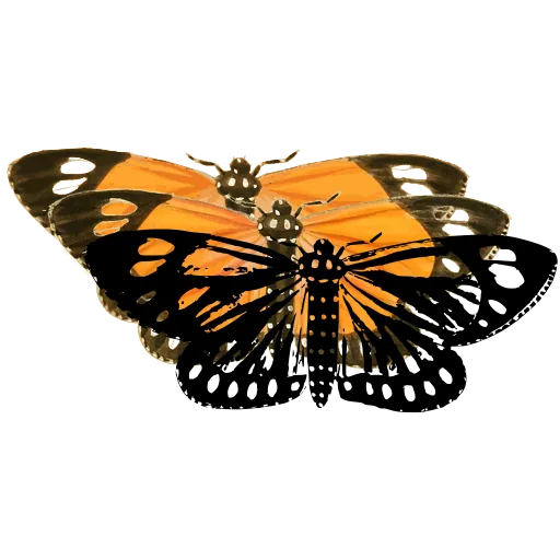 Spotted clearwing butterfly