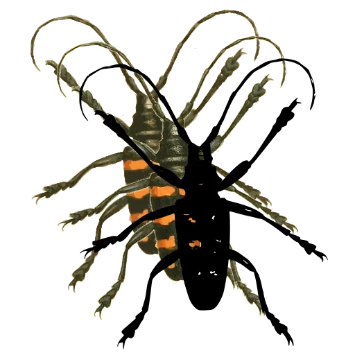 Long-horned beetle 16
