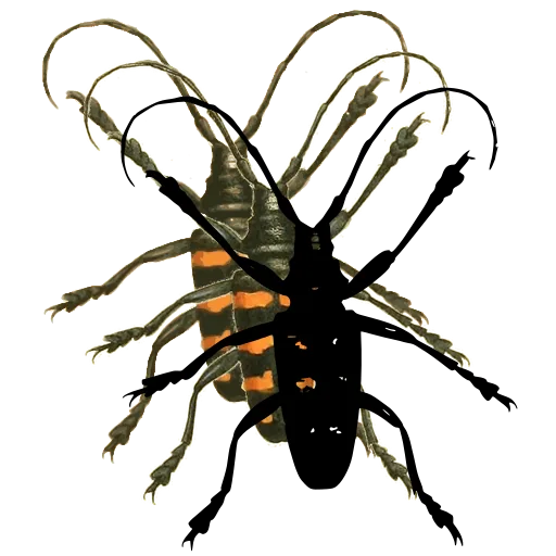 Long-horned beetle 16
