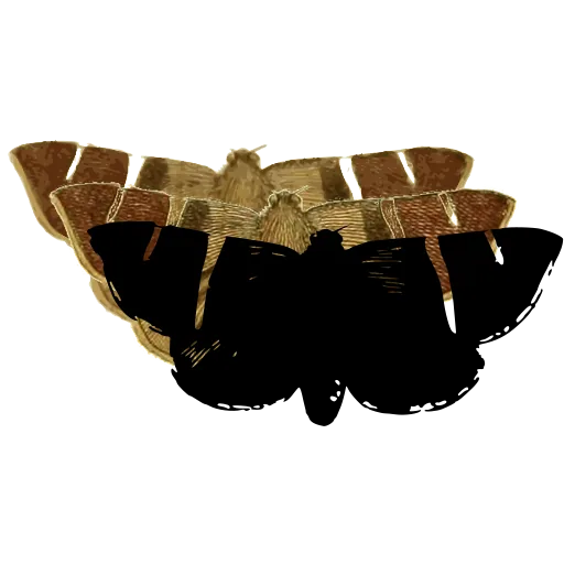 Dark moth with pale band
