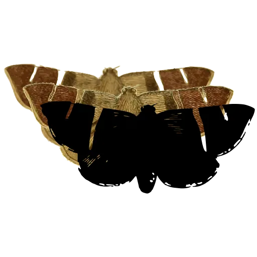 Dark moth with pale band
