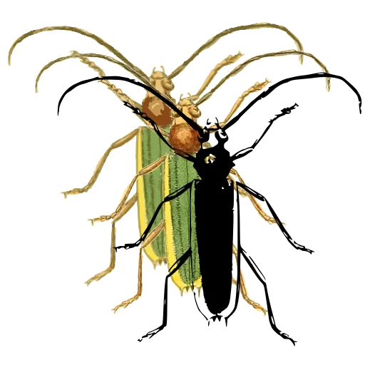 Long-horned beetle 17