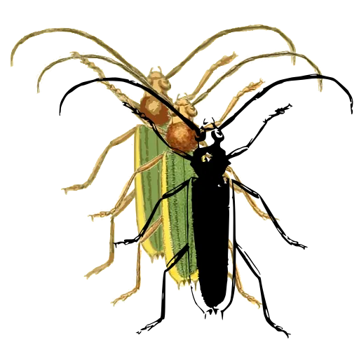 Long-horned beetle 17