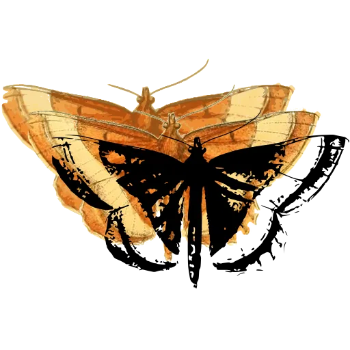 Patterned moth 02