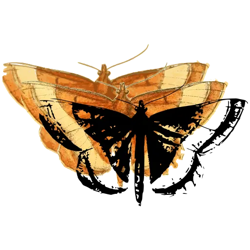 Patterned moth 02