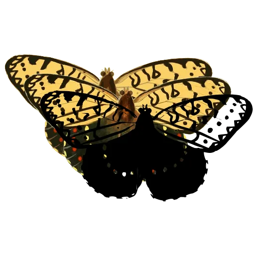 Chequered butterfly 05