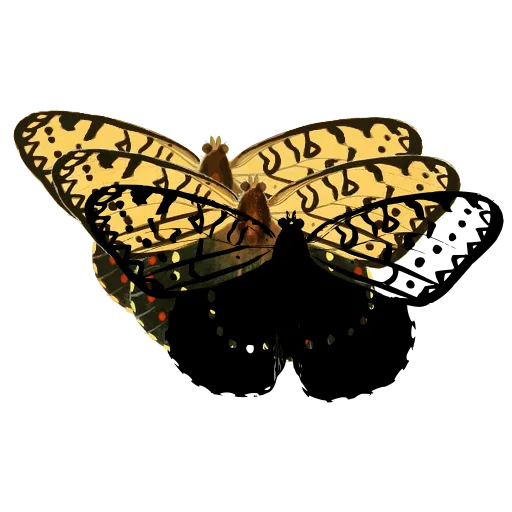Chequered butterfly 05