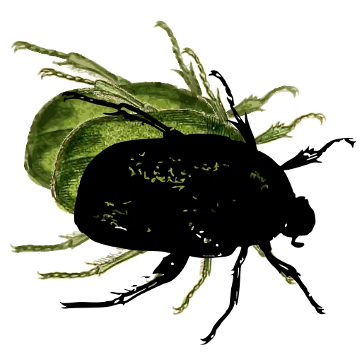 Rounded beetle 04