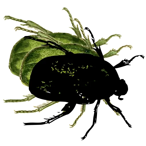 Rounded beetle 04