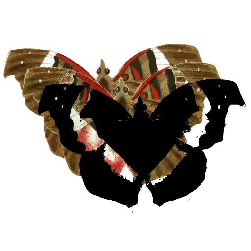 Angled butterfly
