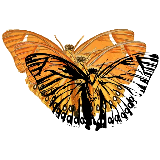 Veined butterfly with eyespots