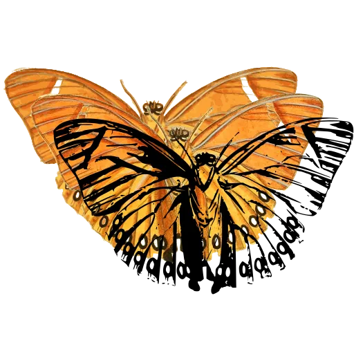 Veined butterfly with eyespots