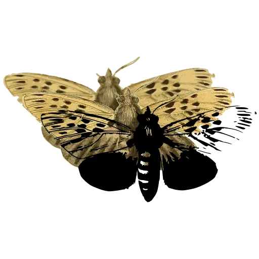 Spotted cicada 02
