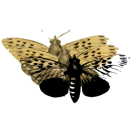 Spotted cicada 02