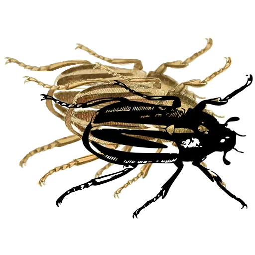 Striped beetle 03