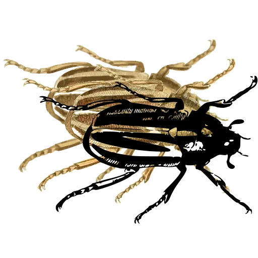 Striped beetle 03