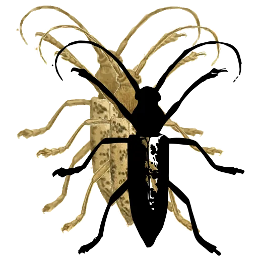 Long-horned beetle 18