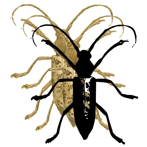 Long-horned beetle 18