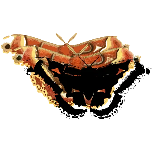 Scalloped moth 02