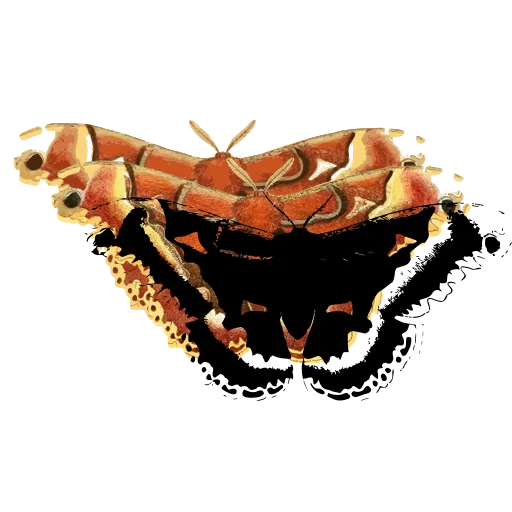 Scalloped moth 02