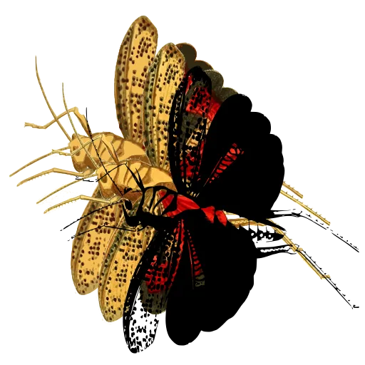 Grasshopper with raised wings