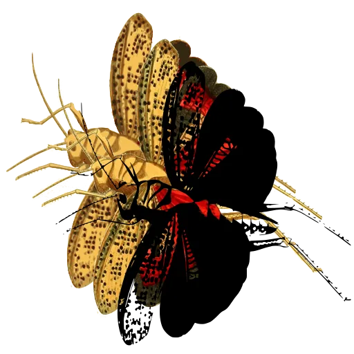 Grasshopper with raised wings