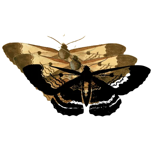 Banded moth 05