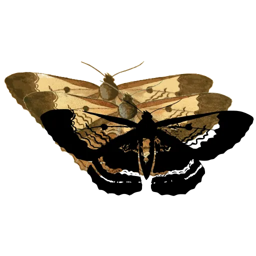 Banded moth 05