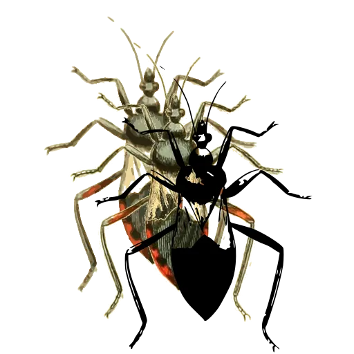 Assassin bug 06