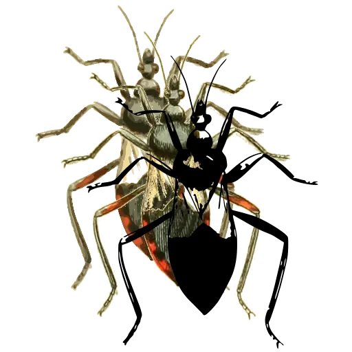Assassin bug 06