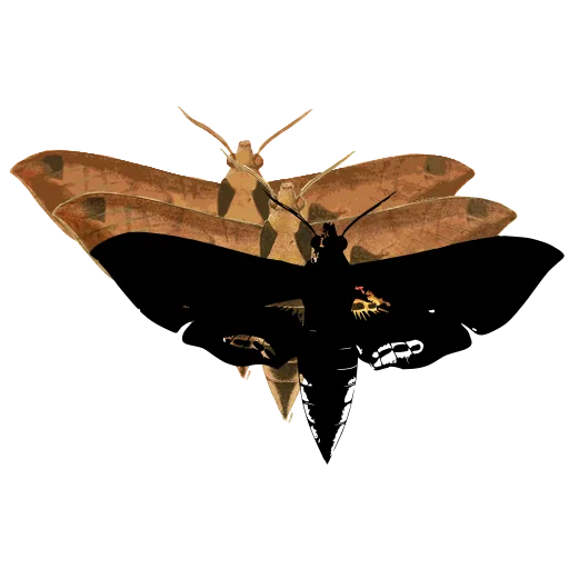 Hawk moth 06