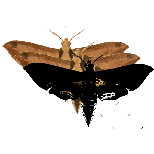 Hawk moth 06