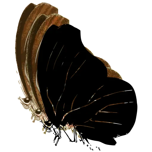 Veined butterfly in side view 03