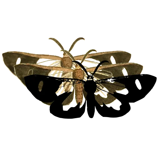 White-patched butterfly 02
