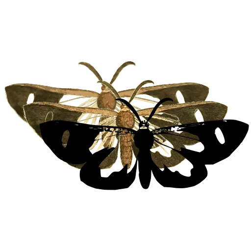 White-patched butterfly 02