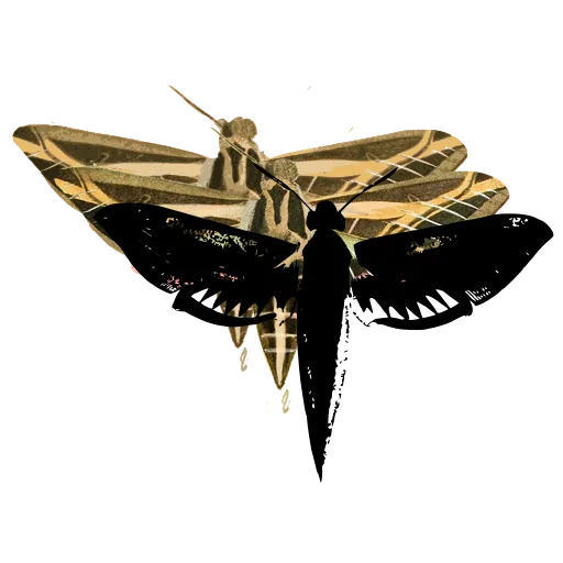 Hawk moth 07