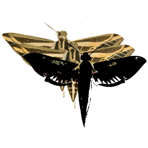 Hawk moth 07