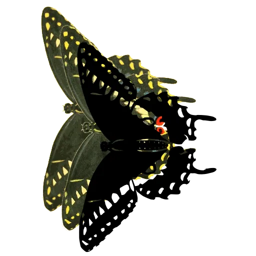 Swallowtail in side view 04
