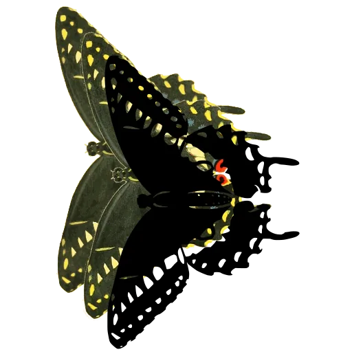 Swallowtail in side view 04