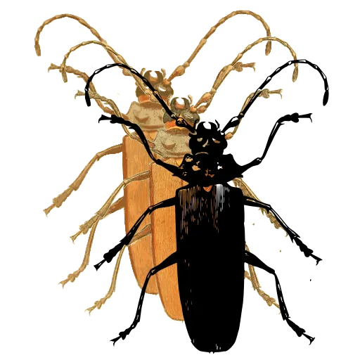 Long-horned beetle 19