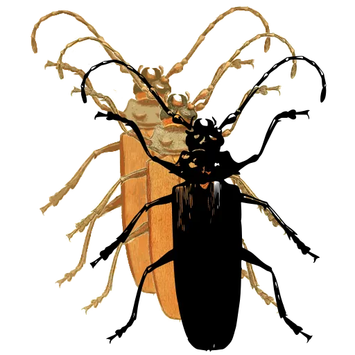 Long-horned beetle 19