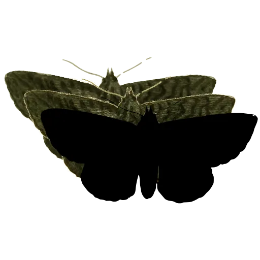 Dark moth with spread wings 04